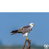 گونه سنقر سفید Pallid Harrier